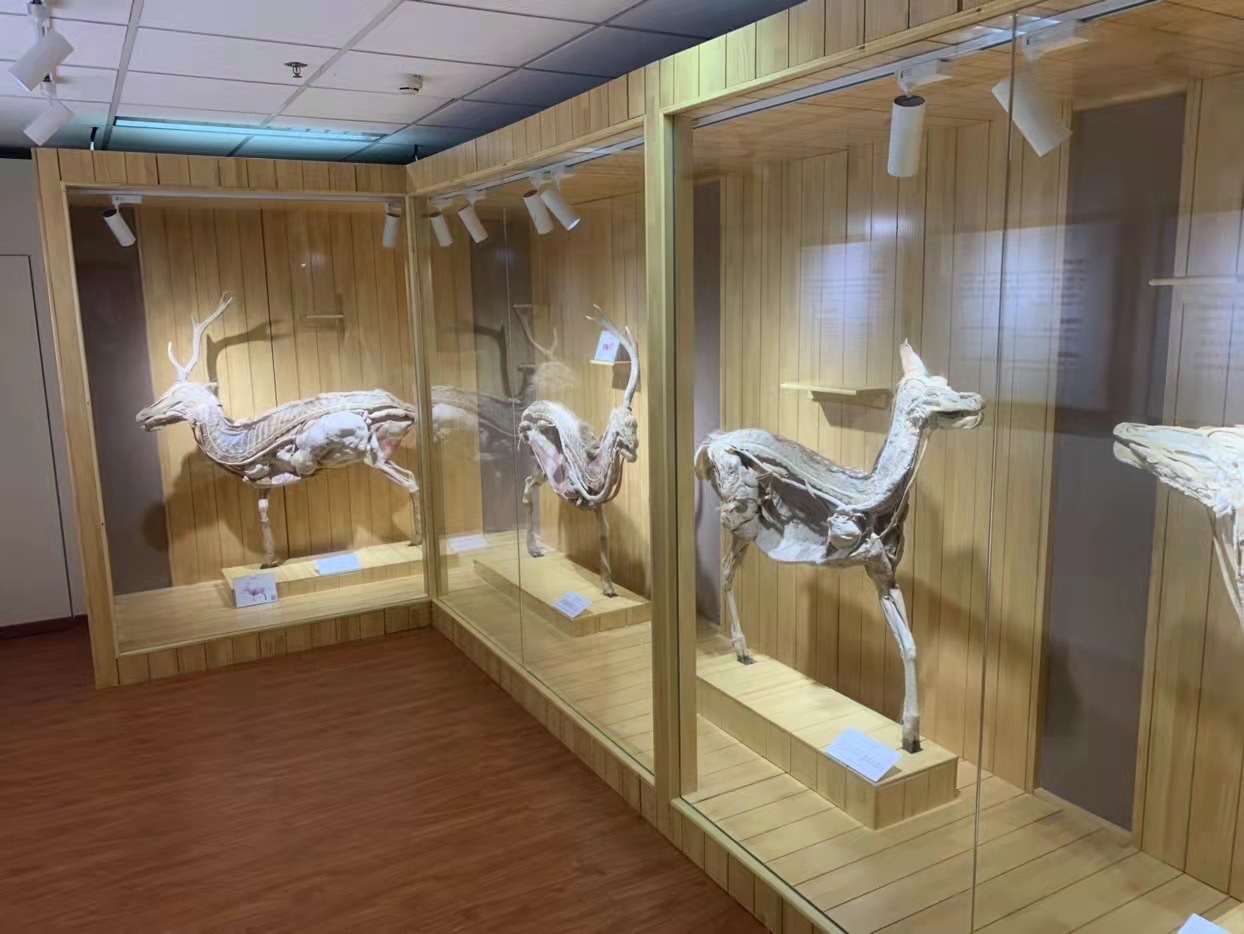 北京麋鹿生态实验中心 (2).jpg