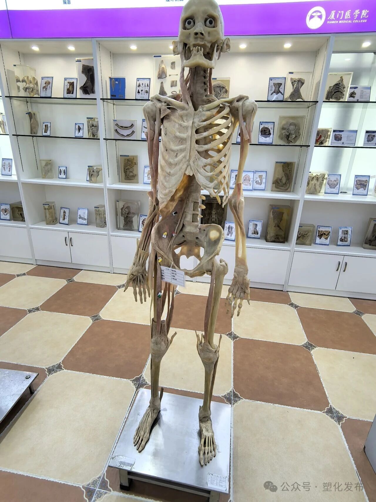 1763091927408222.jpg febc48a2864bd2ad3dcb15632c566b9d.jpg